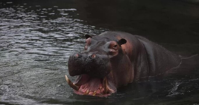 A hippo is resting in the water