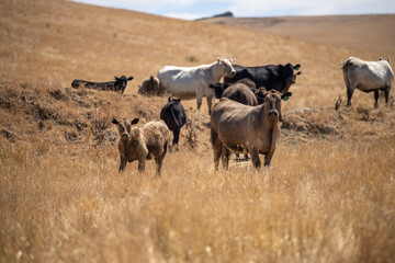 cows grazing on grass in a field, in Australia. eating hay and silage. breeds include speckle park, murray grey, angus, brangus and wagyu, in Summer