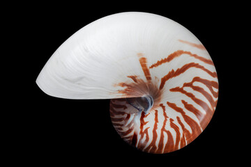 half sliced Nautilidae shell specimen