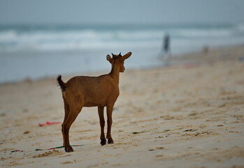 West Africa. Senegal. A young goat walks on the sandy shore of the Atlantic Ocean in the city of Saint-Louis.
