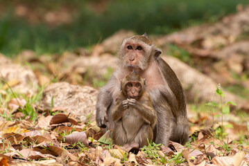 Long tailed macaque mother sitting with her baby