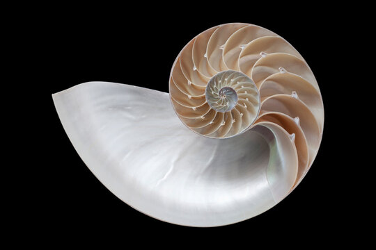 half sliced Nautilidae shell specimen