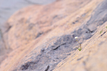 flower in the mountain
