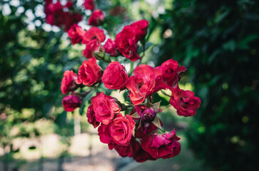 red roses in garden