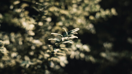 Tree foliage
