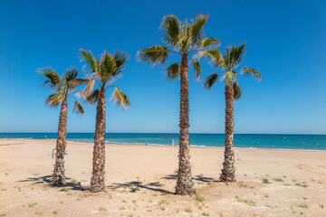 summer scene of an empty beach with four palms in foreground