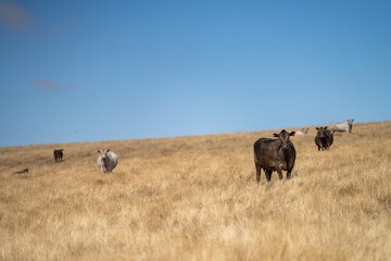 Beef cows and calves grazing on grass and pasture, Australia. eating hay and silage. breeds include...