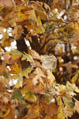 autumn leaves in the forest