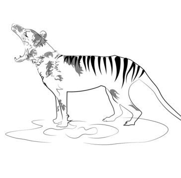 recommend clip art: Tasmanian Tiger Clip Art. Isolated, No Color.
