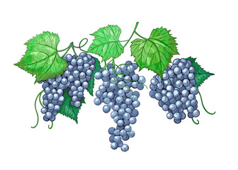 Engraved vintage illustration of grapes. Wine grapes wreath isolated element for design wine.