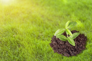 Young seedling green plant surface on soil background.