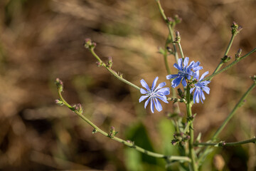 alfalfa Purple and blue flowers in a paddock field in Australia.