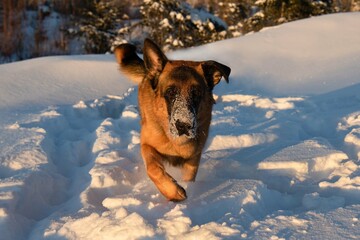german shepherd in the snow