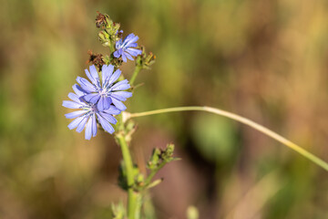 Farm crop of grass seed head and lucerne flower, growing in a paddock in australia.