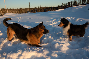 german shepherd and shetland sheepdog dogs playing in the snow