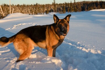 german shepherd in the snow
