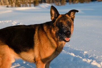 german shepherd in the snow