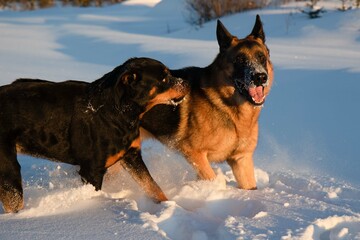 Fototapeta na wymiar german shepherd and rottweiler dogs playing in the snow in winter