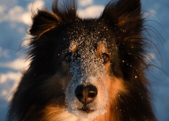 Fototapeta premium shetland sheepdog face portrait in winter