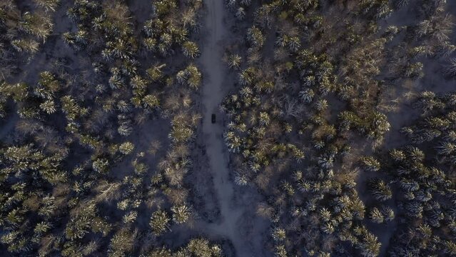 Bird’s eye view of automobile car moving on area surrounded by beautiful coniferous forest. Aerial top view from drone of suv vehicle driving on snowy ice road exploring local landscapes in winter.