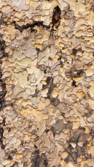 Maple tree bark pattern