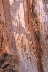 Obraz premium close up of a bark