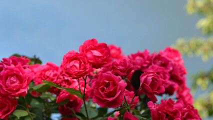 Lush bush of pink roses. Blurred floral background with red flowers roses. Red roses on a background of the sky. A place for the text. Many flowers. soft focus. Garden 