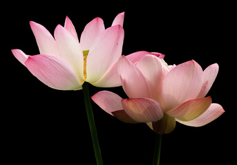 Fototapeta premium Pink lotus flowers, isolated on black background. Object with clipping path