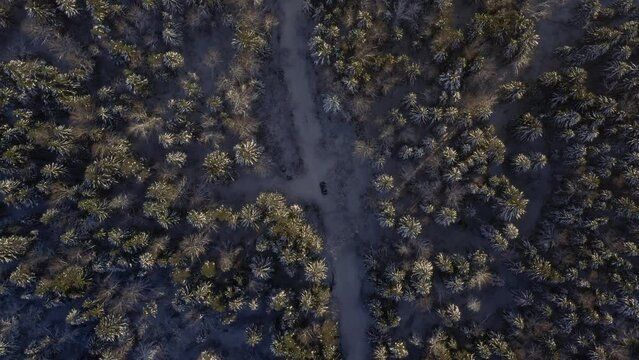 Bird’s eye view of automobile car moving on area surrounded by beautiful coniferous forest. Aerial top view from drone of suv vehicle driving on snowy ice road exploring local landscapes in winter.