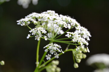 close up of a white flower