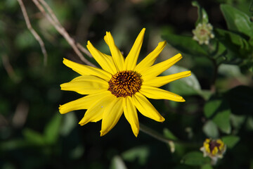 Close-up view of a single blossom of an encelia californica 
Coast Sunflower, California Bush Sunflower