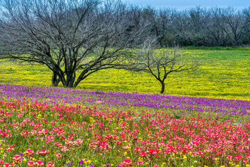 Spring Wildflowers in Texas Hill Country