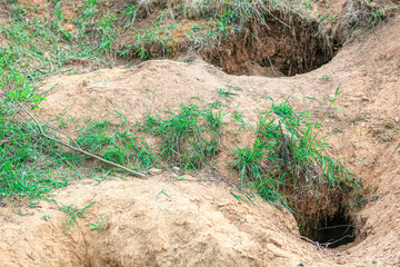 Fototapeta premium Wildlife dens in the ground . Underground holes for animals