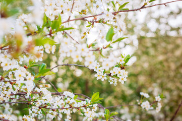 Beautiful spring cherry blossom flowers in the garden.