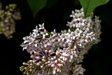 beautiful lilac. bloom
