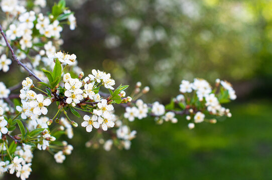 Beautiful spring cherry blossom flowers in the garden.