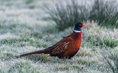Rooster of Common Pheasant, Ring-necked Pheasant, Phasianus colchicus in winter in the time of dawn