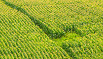 cornfield seen from above, forming patterns of green and yellow lines