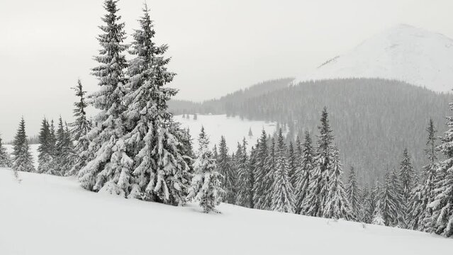 Ukrainian Carpathians snowy forest in the afternoon, and at sunrise and sunset is beautiful and attractive. Slender fir and lush beech shackled by frost and rime, the sun's rays create beauty