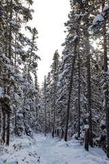 Sortie au parc de la Gaspésie mont-olivine
