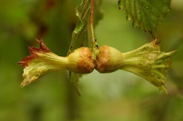 Fresh hazelnuts that have come to the time to be collected in the hazelnut tree.