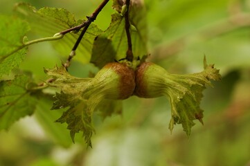 Fresh hazelnuts that have come to the time to be collected in the hazelnut tree.