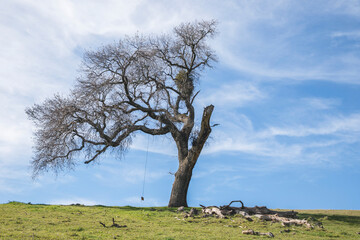 tree and swing
