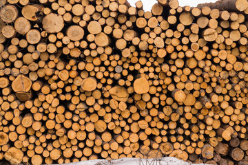sawn trees are stacked in a heap, close-up