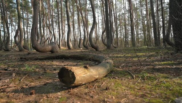 Crooked Forest "Krummewald" Poland 4