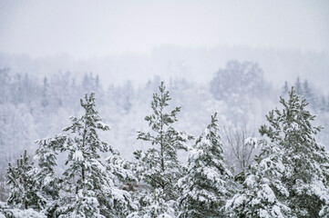 Winter in forest with snow covered trees (high ISO image)