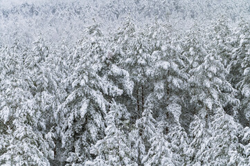 Winter in forest with snow covered trees (high ISO image)