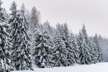 Naklejka premium Winter in forest with snow covered trees (high ISO image)