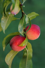 Peach growing on a tree in the summer .Natural fruit. Peaches on peach tree branches. Delicious and healthy organic nutrition. Beautiful garden with tree ripened nectarines. Summer fruit