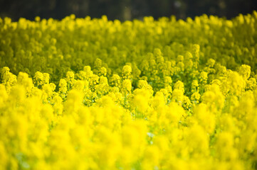 一面満開の菜の花　都市農業センター	